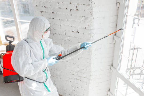 Best Attic Mold Removal  in Black Diamond, WA